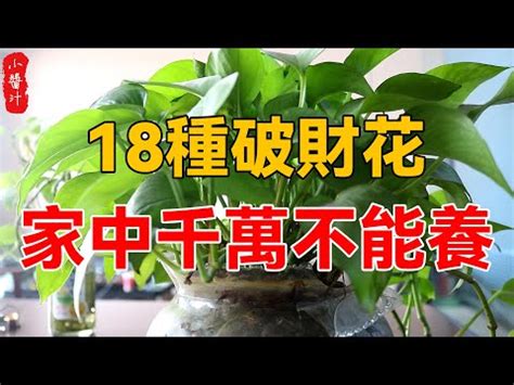 八房九重葛風水|九重葛風水攻略：門口種植招財納福旺運氣 